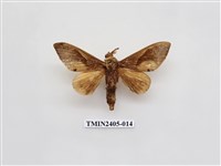 藏品(大褐斑枯葉蛾)的圖片